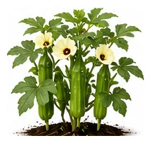 Okra whole plant