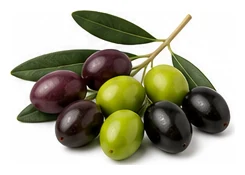 Olive harvest / detail