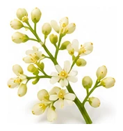 Olive flower detail