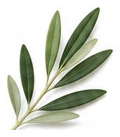 Olive leaf detail