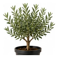 Olive whole plant