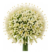 Onion, Bulbing flower detail