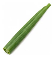 Onion, Bulbing leaf detail