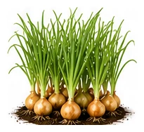 Onion, Bulbing whole plant