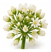 Onion, Bunching flower detail