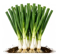 Onion, Bunching whole plant