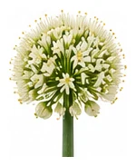 Onion flower detail