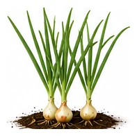 Onion whole plant