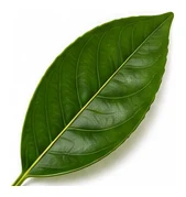 Orange leaf detail
