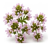 Oregano flower detail