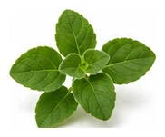 Oregano leaf detail