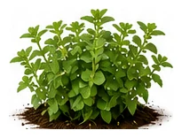 Oregano whole plant