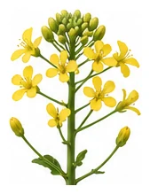 Pak Choy flower detail