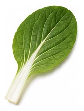 Pak Choy leaf detail
