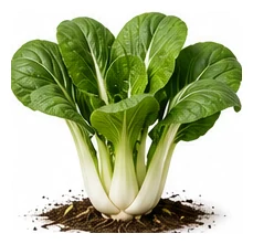 Pak Choy whole plant