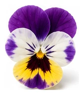 Pansy flower detail