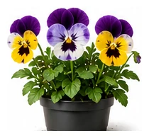 Pansy whole plant