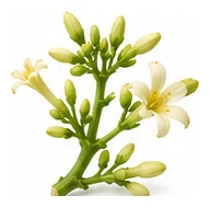 Papaya flower detail