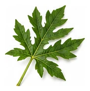 Papaya leaf detail