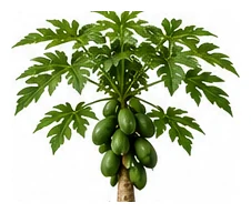 Papaya whole plant