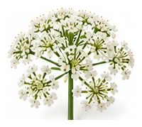 Parsley flower detail
