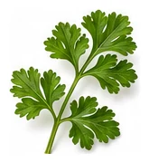 Parsley leaf detail