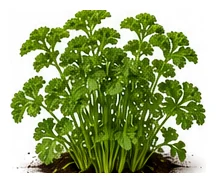 Parsley whole plant