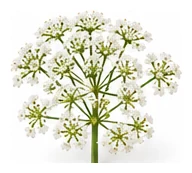 Parsnip flower detail