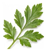 Parsnip leaf detail