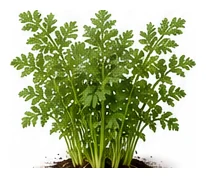 Parsnip whole plant