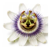 Passionfruit flower detail