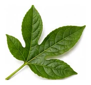 Passionfruit leaf detail