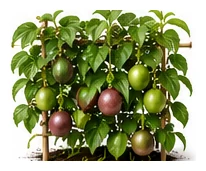 Passionfruit whole plant