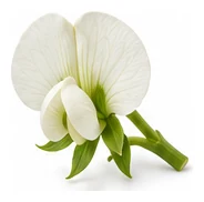 Peas flower detail