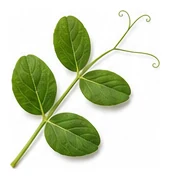 Peas leaf detail