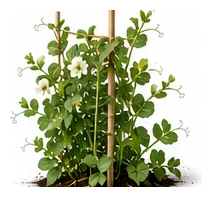 Peas whole plant