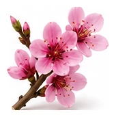 Peach flower detail