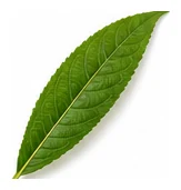 Peach leaf detail