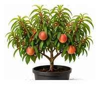 Peach whole plant