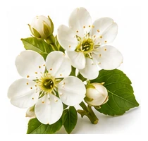 Pear flower detail