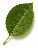 Pear leaf detail
