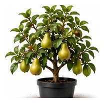 Pear whole plant
