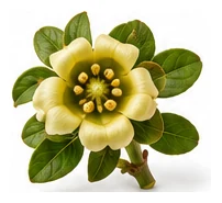 Persimmon flower detail