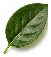 Persimmon leaf detail