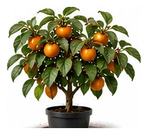Persimmon whole plant