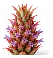 Pineapple flower detail