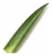 Pineapple leaf detail
