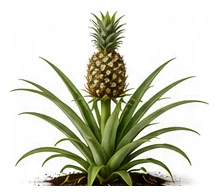 Pineapple whole plant