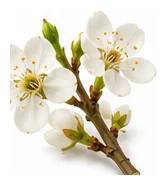 Plum flower detail