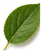 Plum leaf detail